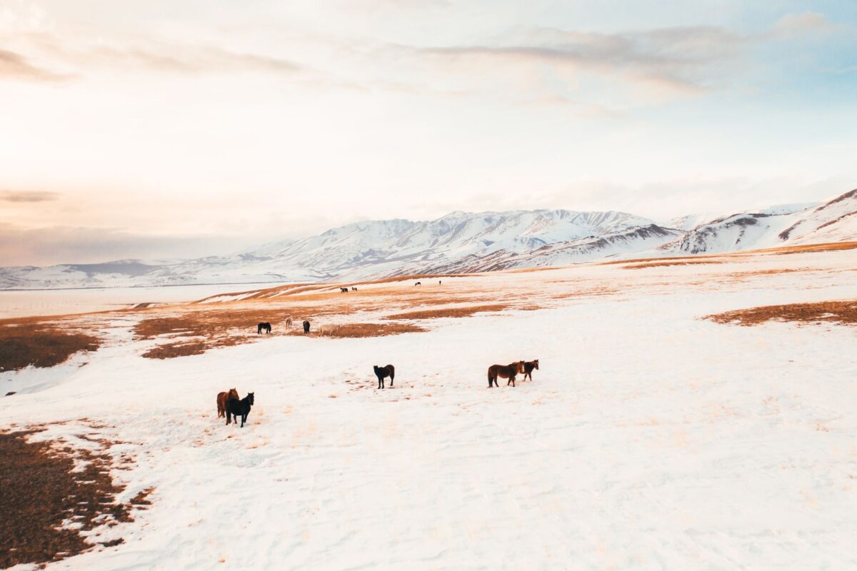 écho steppes altaï chevaux horizon rôle